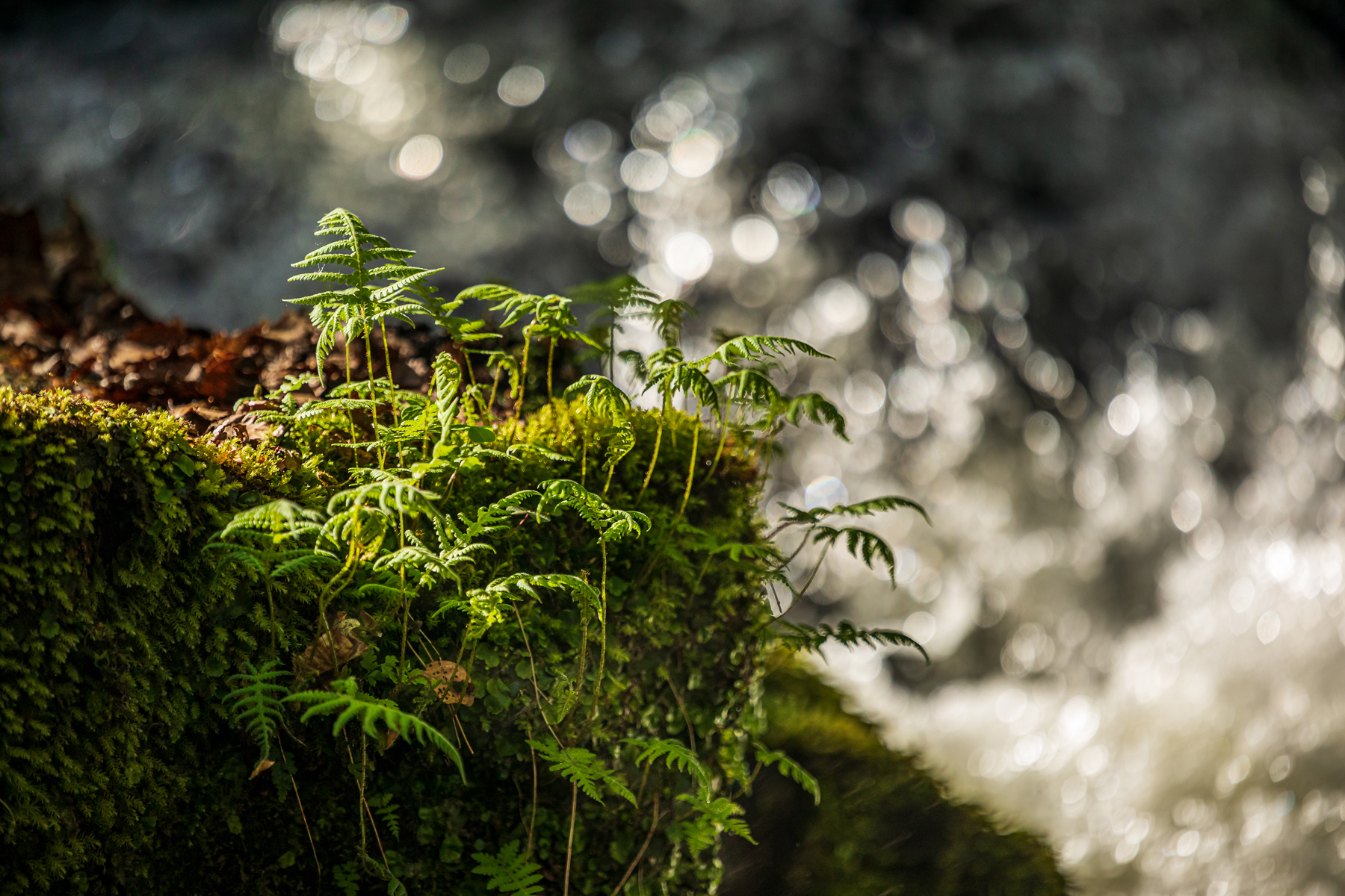 Natur pur im Pfälzerwald