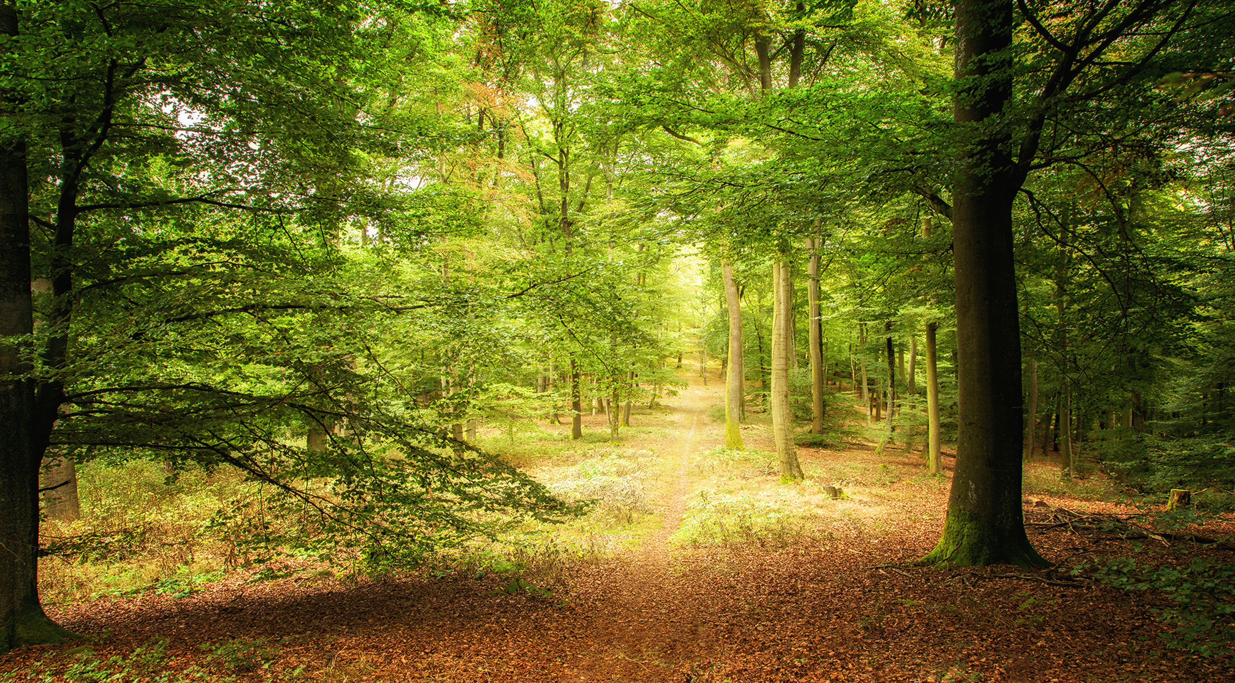 Landschaft pur in der Westpfalz ( Frühjahr) (2)