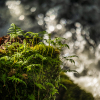 Natur pur im Pfälzerwald